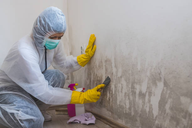 Best Crawl Space Mold Remediation in Ponder, TX