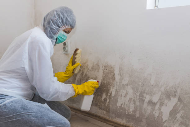 Best Bathroom Mold Remediation in Ponder, TX
