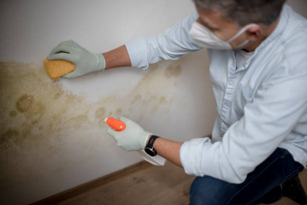 Best Insurance-Related Mold Remediation in Ponder, TX