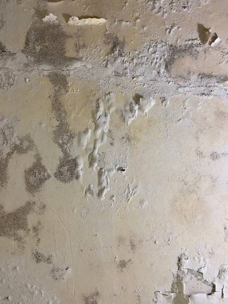 Best Mold Remediation for Specific Building Types in Ponder, TX