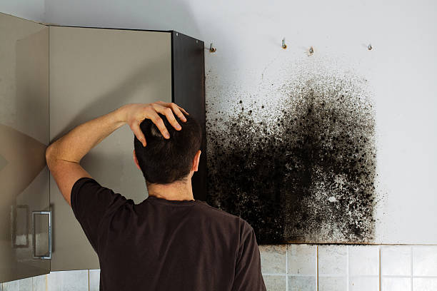 Best Industrial Mold Remediation in Ponder, TX