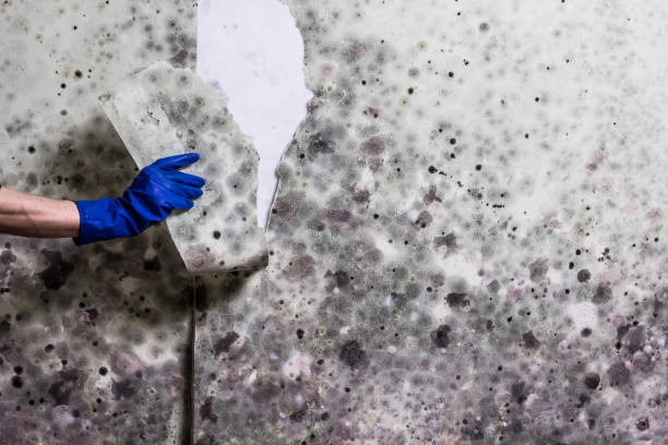 Best Localized Mold Remediation (e.g., coastal areas, humid climates) in Ponder, TX