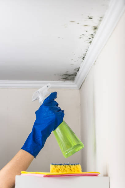 Best Preventive Mold Services in Ponder, TX